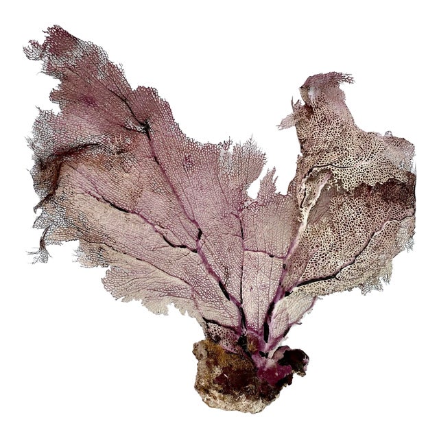 Natural Caribbean Sea Fan 18 X 15 For Sale