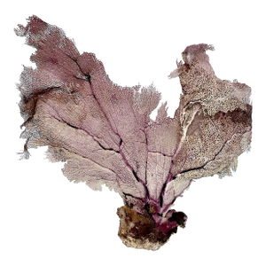 Natural Caribbean Sea Fan 18 X 15