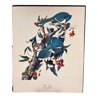 1964 Audubon Folio Lithograph Great Bird Paintings – “Blue Jay” 17x14 For Sale