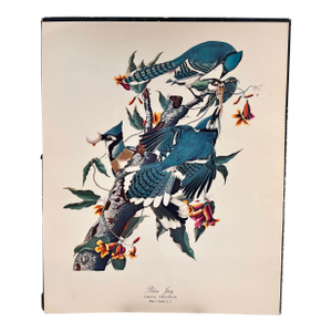 1964 Audubon Folio Lithograph Great Bird Paintings – “Blue Jay” 17x14