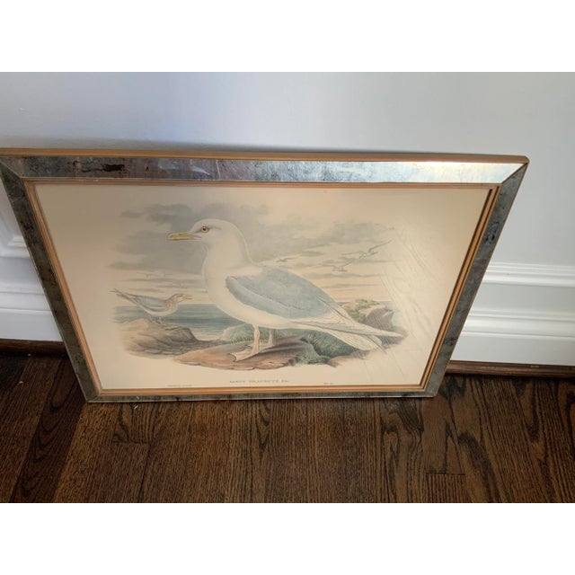 Hand Colored Bird Prints in Vintage Mercury Frames- Set of 3 For Sale - Image 10 of 13