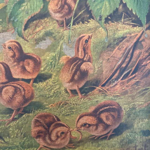 Traditional Quail and Frolicking Chicks Chromolithograph Print in Pretty Gold and Felt Frame For Sale - Image 3 of 6