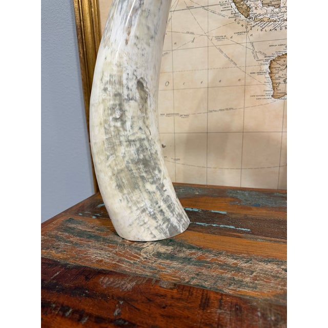 A striking and sculptural pair of vintage Ankole cattle horns sourced in Uganda, celebrated for their dramatic curvature...