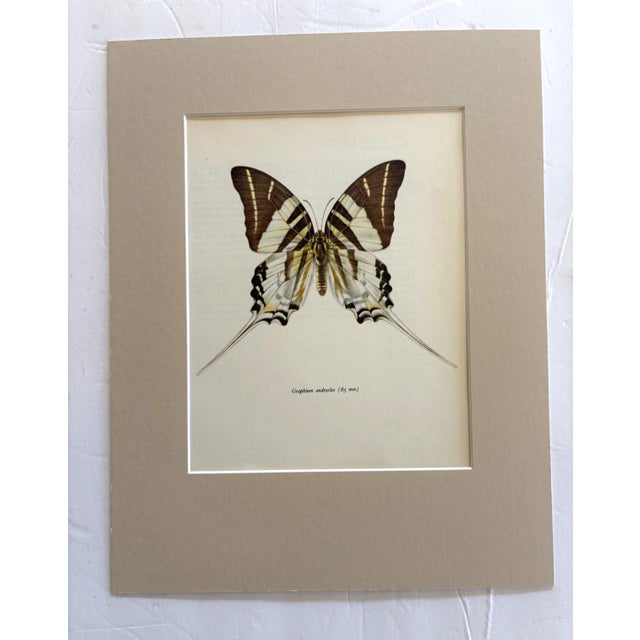Realism Vintage 1965 Butterfly Print in 11x14 Mat: Graphium Androcles (Boisduval), EUC For Sale - Image 3 of 3