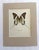 Realism Vintage 1965 Butterfly Print in 11x14 Mat: Graphium Androcles (Boisduval), EUC For Sale - Image 3 of 3