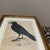 Antique-style bird illustration print with a classic "Dark Academia" or "Cottagecore" aesthetic.