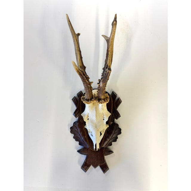 Vintage German Roe Deer Antlers For Sale In Los Angeles - Image 6 of 6
