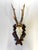 Vintage German Roe Deer Antlers For Sale In Los Angeles - Image 6 of 6