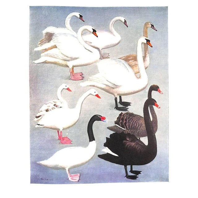 "The Waterfowl of the World: Volumes One & Two" 1956 Delacour, Jean For Sale - Image 16 of 17