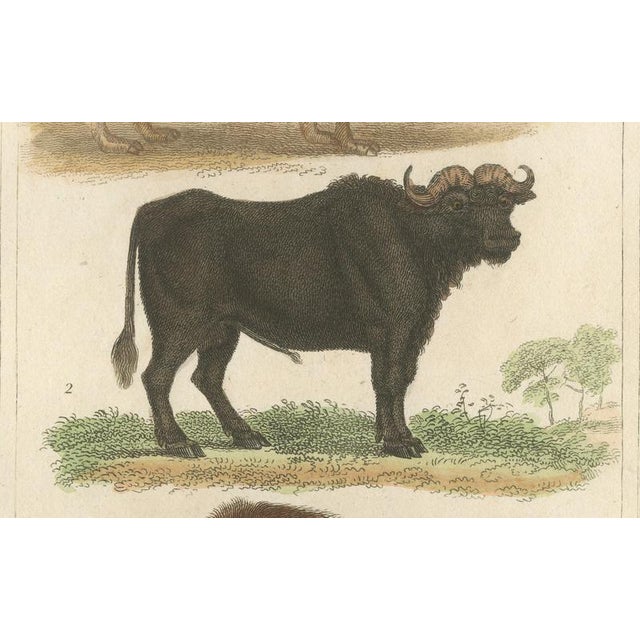 Buffon Dromedary Camel, Buffalo & Bison, 1835, Engraving For Sale - Image 6 of 10