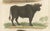 Buffon Dromedary Camel, Buffalo & Bison, 1835, Engraving For Sale - Image 6 of 10