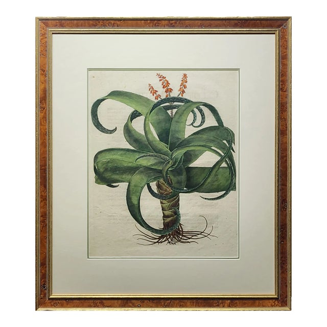 Original Besler Aloe From 1713 Framed For Sale