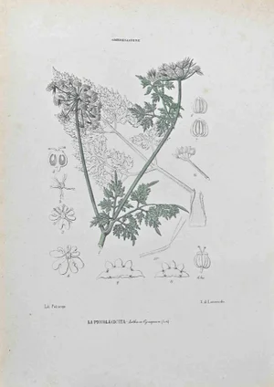 Vincenzo Tenore, Small Hemlock, Lithograph, 1870s