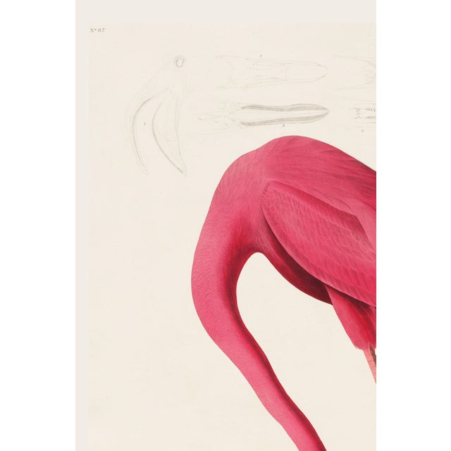 English Pink Flamingo (Audubon, Birds of America), Vintage Art Print Reproduction, 20" X 30" For Sale - Image 3 of 12