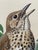 Mid 20th Century 1950s Song Thrush Watercolour by Charles F. Tunnicliffe For Sale - Image 5 of 16