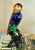 Hollywood Regency Vintage Glazed Ceramic Parrot Figurine For Sale - Image 3 of 10