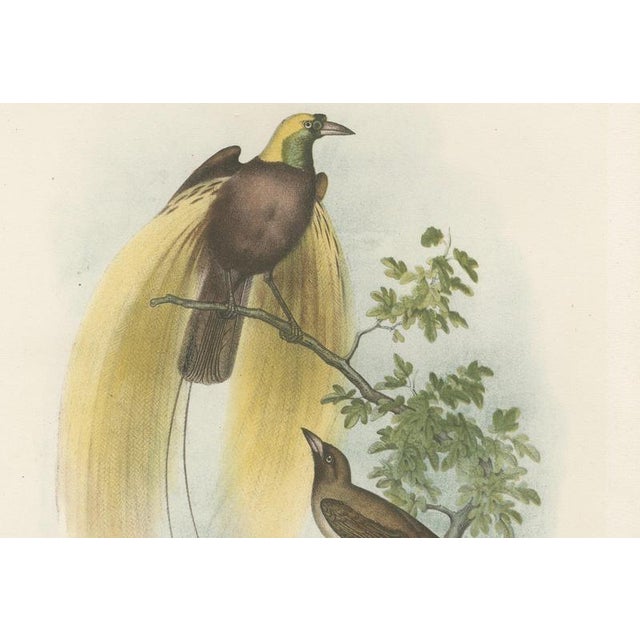 Greater Bird of Paradise Hand-Colored Lithograph, 1832 For Sale - Image 4 of 11