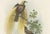 Greater Bird of Paradise Hand-Colored Lithograph, 1832 For Sale - Image 4 of 11