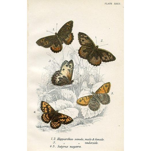 Illustration 1896, Butterfly Prints Including Grayling, Original Antique Lithographs, England, a Pair For Sale - Image 3 of 4