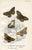 Illustration 1896, Butterfly Prints Including Grayling, Original Antique Lithographs, England, a Pair For Sale - Image 3 of 4