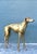 Vintage Monumental Brass Greyhound For Sale - Image 11 of 16