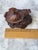 1960s Red Boxwood Japanese Netsuke Dragon and Turtle For Sale - Image 10 of 11