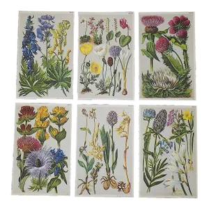Antique 19th Century Botanical Lithographs - Set of 6