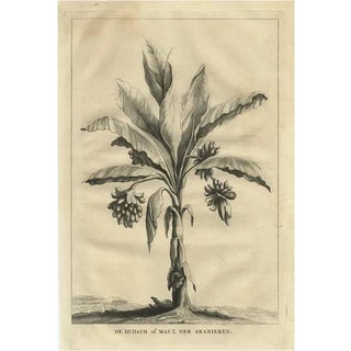 Dudaim or Mauz of the Arabs, 1725, Paper For Sale