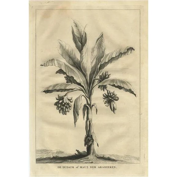 Dudaim or Mauz of the Arabs, 1725, Paper For Sale