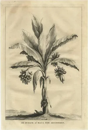 Dudaim or Mauz of the Arabs, 1725, Paper