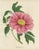 L. Stroobant, Tree Peony Empress of France, Paeonia Mountain, 1858, Chromolithograph For Sale - Image 3 of 9