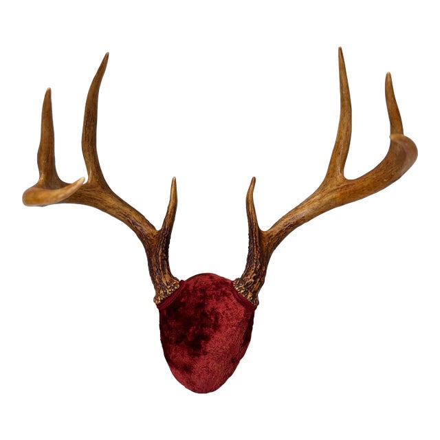 Vintage European Red Velvet Antler Trophy Mount – Mid-Century Lodge Decor For Sale