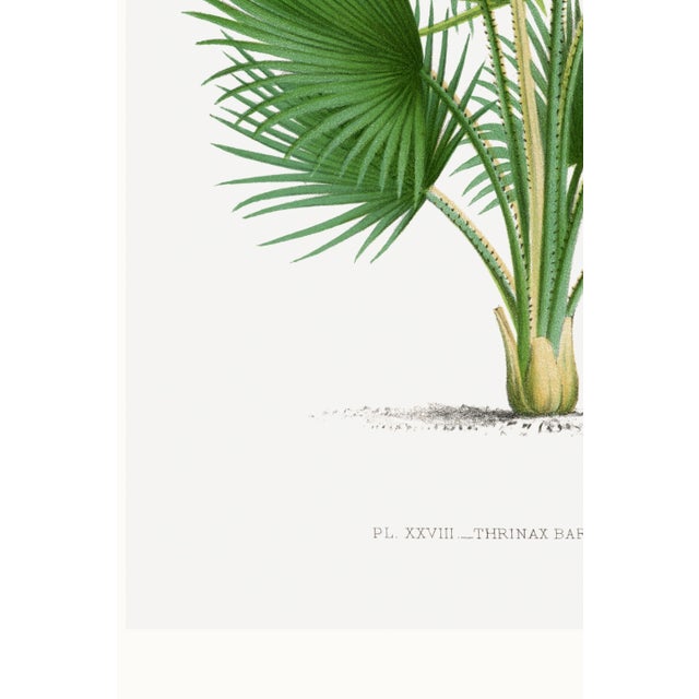 Fan Palm Botanical Study, Vintage Art Print Reproduction, 32" X 48" For Sale - Image 9 of 10