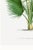 Fan Palm Botanical Study, Vintage Art Print Reproduction, 32" X 48" For Sale - Image 9 of 10