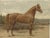 Otto Eerelman, Dutch Gelderland Horse, 1898, Chromolithograph For Sale