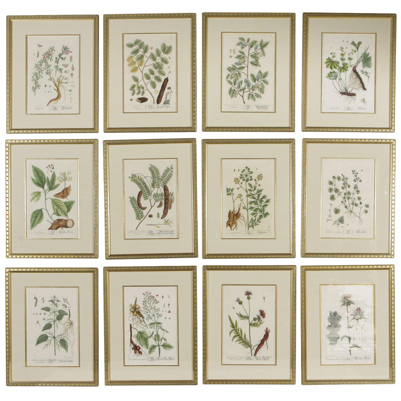 Late 18th Century Antique Elizabeth Blackwell Framed Botanical