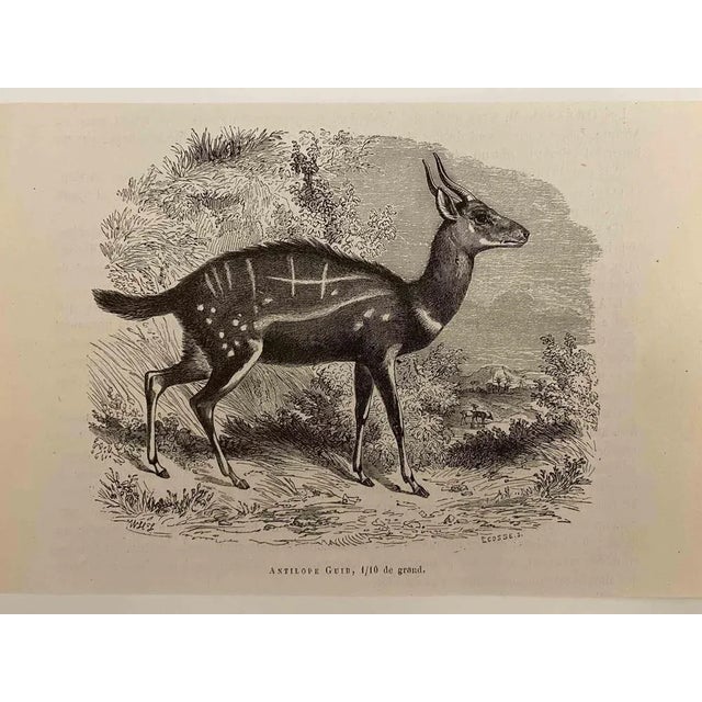 The Antelope is an original lithograph on ivory-colored paper, realized by Paul Gervais (1816-1879). The artwork is from...