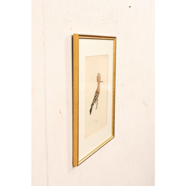 Early 20th Century Swedish Framed Hoopoe Lithograph, C. 1920 For Sale In Atlanta - Image 6 of 11