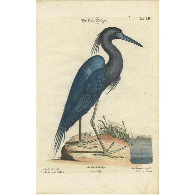 Seligman, Der Blaue Reiher, Hand-Colored Engraving of the Blue Heron, 1770, Print For Sale - Image 6 of 6