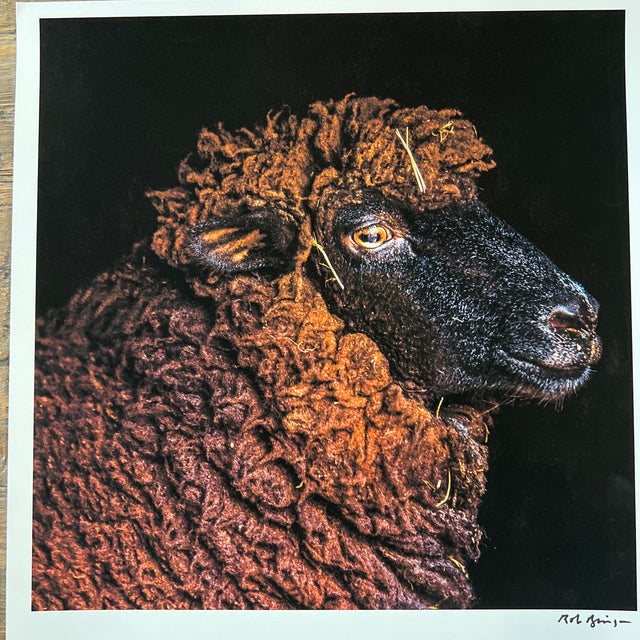"Pearl" Contemporary Animal Portrait Print by Rob Brinson For Sale - Image 10 of 10