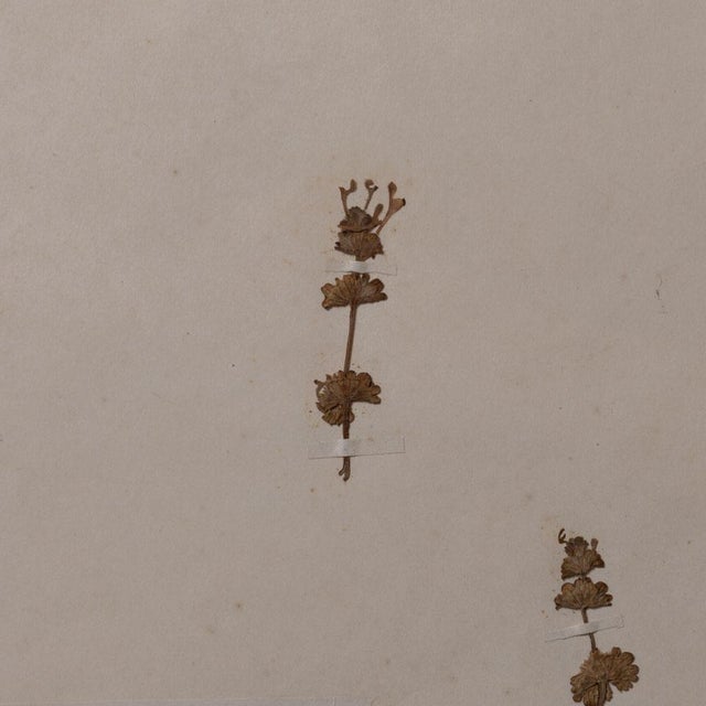 Japanese Pressed Wildflower Art, 1931 For Sale In Los Angeles - Image 6 of 8