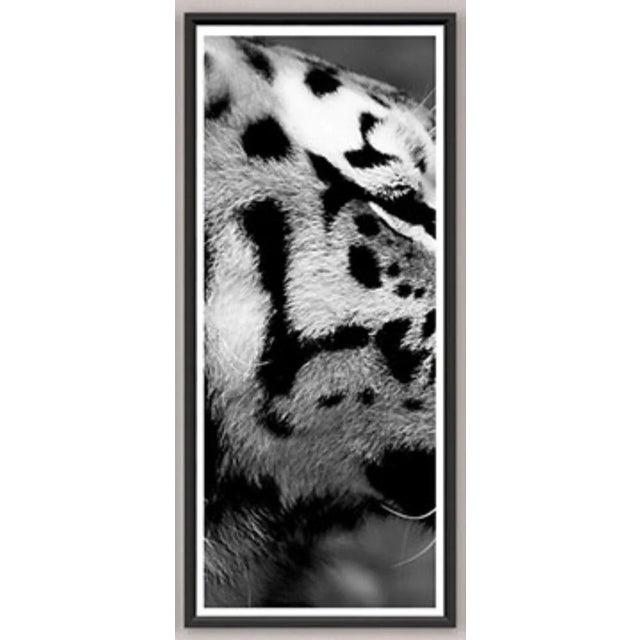 Modern Trowbridge “Tiger” Photo Triptych by Jamie Thorn Set of 3 For Sale - Image 3 of 7