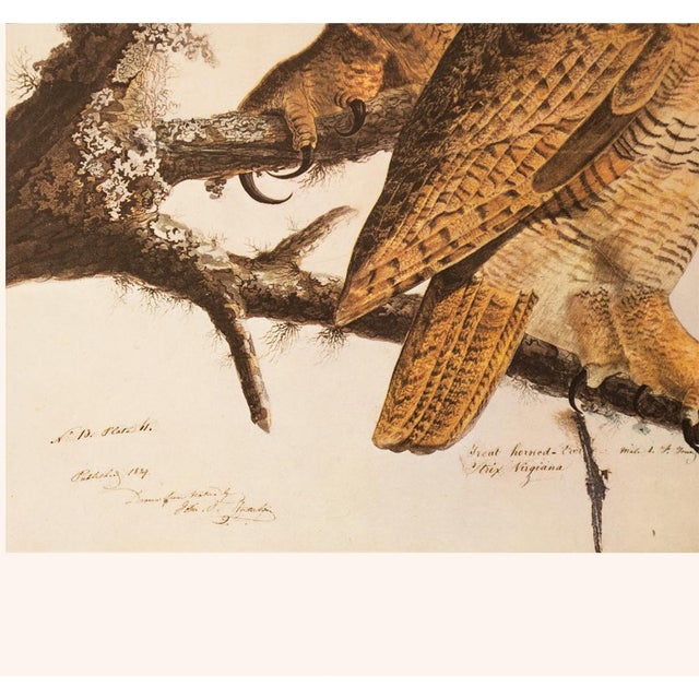 1960s 1966 Vintage Farmhouse Cottage Print "Great Horned Owl" After John James Audubon For Sale - Image 5 of 8