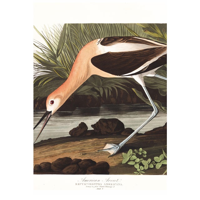 John James Audubon American Avocet, Museum Style Audubon Bird Print, 48" X 32" For Sale - Image 4 of 12
