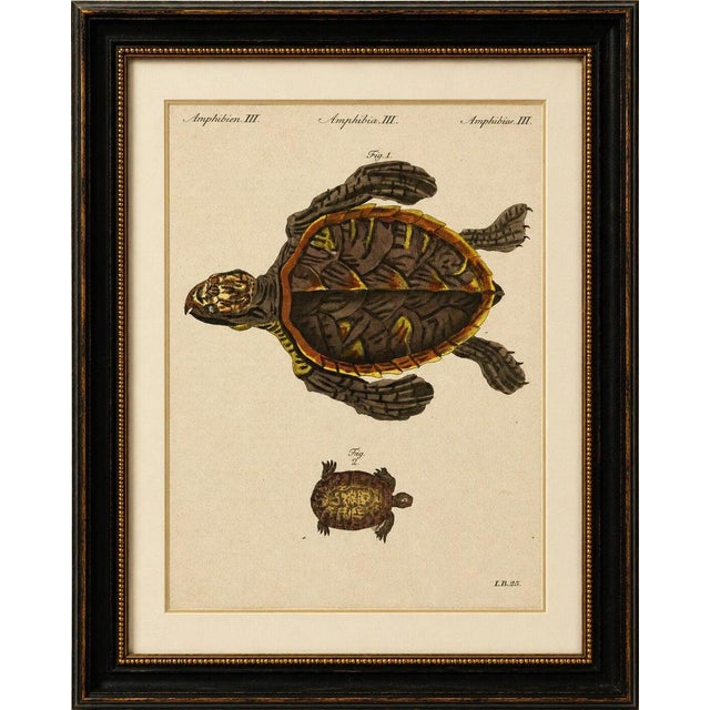 Original antique print of sea turtle and freshwater turtle by bertuch, c. 1790 original antique hand-colored copper...
