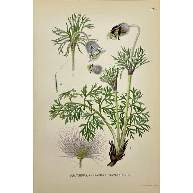 Ivory Carl Lindman Botanical Prints – Buttercups, Dock, Brookweed & Alpine (1922), Set of 8 For Sale - Image 8 of 9