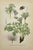 Ivory Carl Lindman Botanical Prints – Buttercups, Dock, Brookweed & Alpine (1922), Set of 8 For Sale - Image 8 of 9