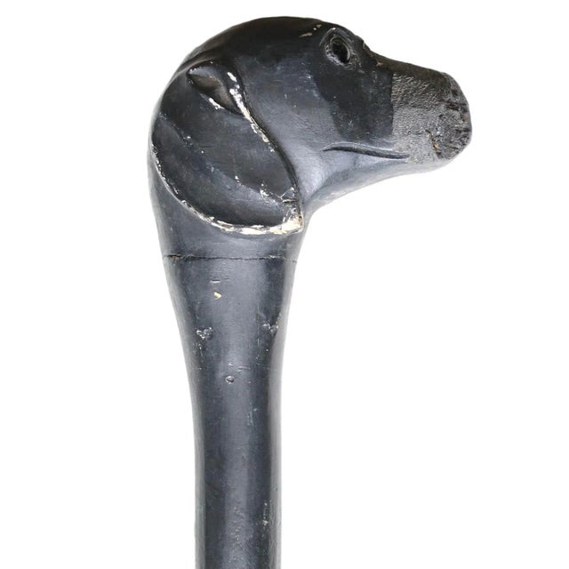A vintage walking stick with a carved dog head handle. Note the damage to the nose.