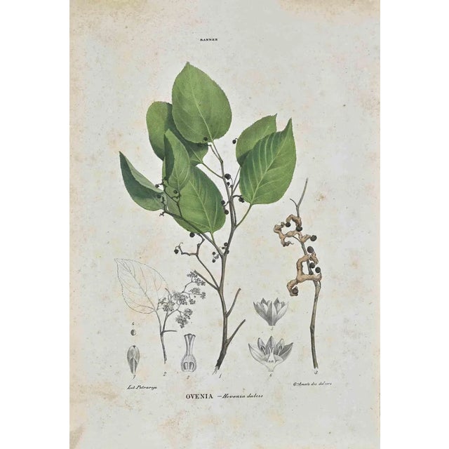 Vincenzo Tenore, Le Rannee, Lithograph, 1870s For Sale