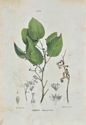 Vincenzo Tenore, Le Rannee, Lithograph, 1870s